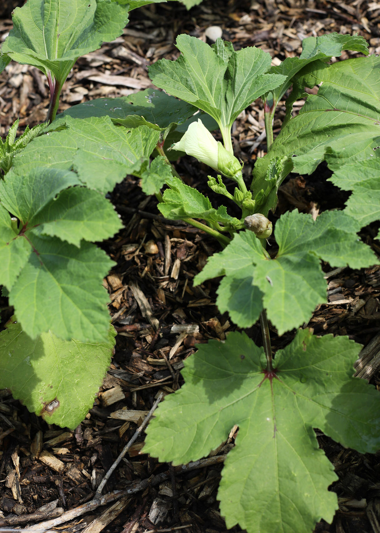 MacCanon Garden 4.jpg